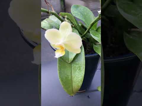 ケイキを失敗せずに育てるには？新しい蘭を育てる正しい方法  庭園