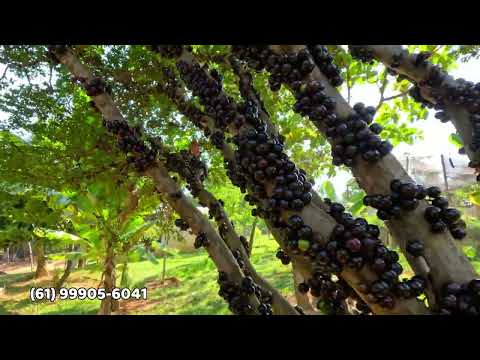 CHÁCARA À VENDA EM SANTO ANTÔNIO DO DESCOBERTO/GO | 2 HECTARES | ESCRITURADA E REGISTRADA