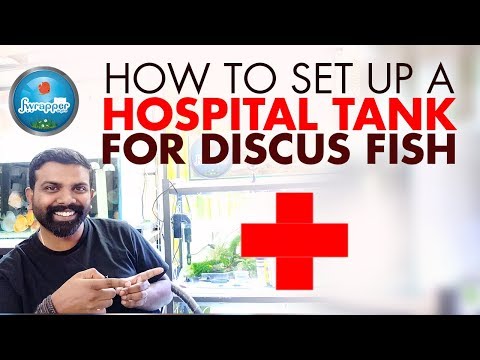 How To Set Up A Hospital Tank For Discus Fish || Treatment Fish Tank