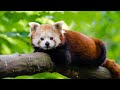 Red Pandas VS Giant Pandas | Animal Facts  | Love Nature