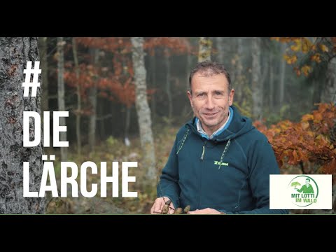 03 Lärche