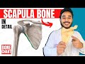 Scapula Bone Anatomy 3d Anatomy Of Scapula Bone Attachments Anatomy Bones Of Upper Limb
