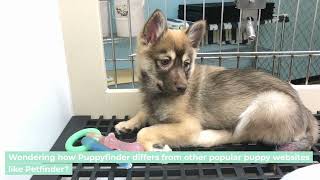 Discover Your Perfect Puppy: How Puppyfinder Makes Adoption Easy!