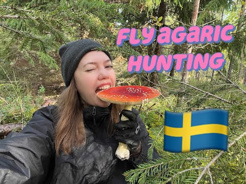 Swedish forest №10: Where to find Fly Agaric ( Amanita Muscaria) in Sweden