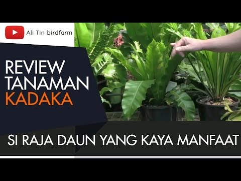 Review Pesona Tanaman Hias Kadaka si Raja Daun dan Kaya Manfaatnya