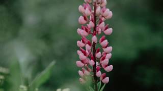 Z życia fotografki ślubnej - film