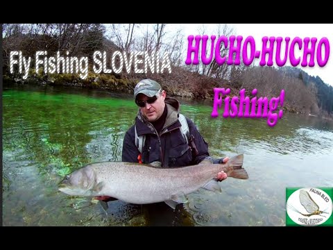 Euro Taimen Hucho-Hucho massive catch - FLY ROD!