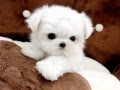Tiny Teacup Maltese For Sale Ms Puppy ...