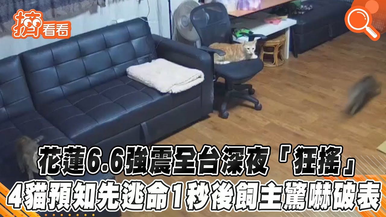 地震瞬間!他捧泡麵「晃到站不穩」4貓逃竄 花蓮人真心怕了