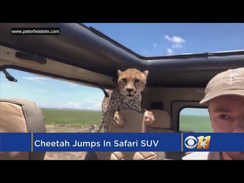 Cheetah Jumps In SUV During Safari