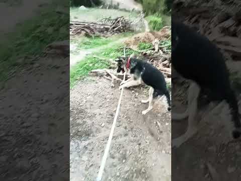 🤣🤣🤣#dogdance #dog #funny #doglover #doggydance #pets #animal #cat