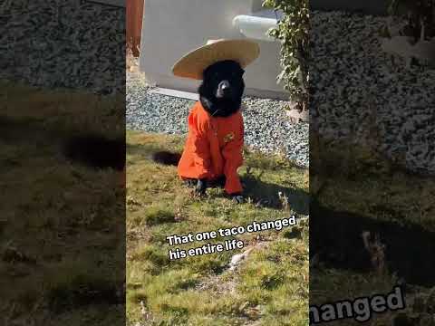 MEXICAN DOGS BE LIKE😭🇲🇽‼️