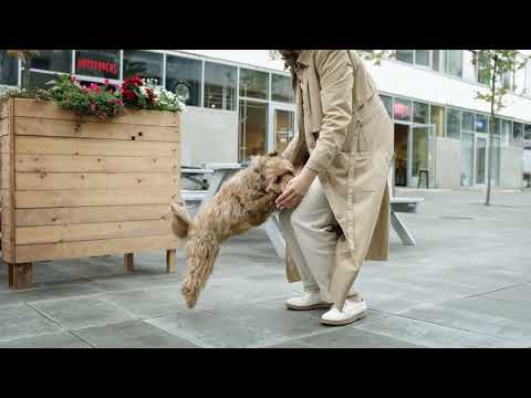 Dog Jumping up on Lap | Sayantan Lodh