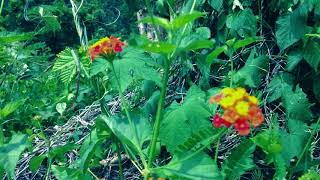 Wild Lantana Flower Plants in the Plant Field