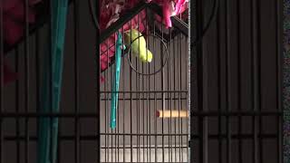 Parrotlet Birds Videos