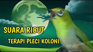 Download lagu suara ribut pleci terapi pleci koloni mp3