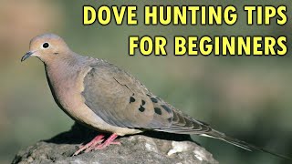 Dove Hunting Tips for Beginners | Hunting Boot Camp
