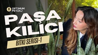BİR DE BİZDEN DİNLEYİN! - PAŞA KILICI BAKIMI NASIL YAPILIR? ÖZELLİKLER