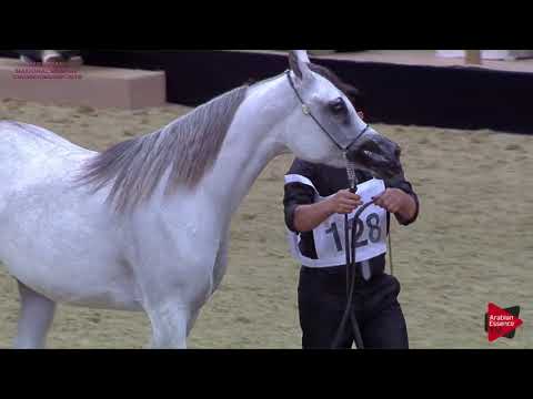 N 128 ZUHOUR AL SHAHANIA   21st Qatar National 2018   Fillies 2 years old Class 4A