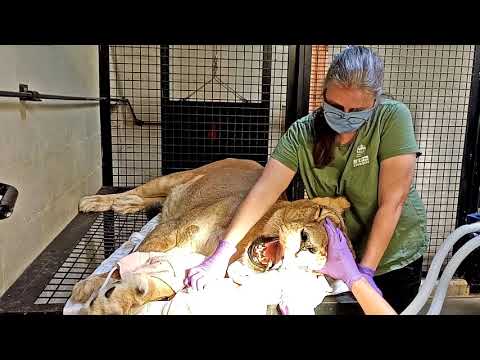 Zoo Boise Lion Root Canal Procedure