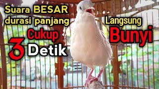Download lagu PERKUTUT PUTIH GACOR SUARA BESAR Durasi Panjang AMPUH untuk pancingan semua perkutut mp3