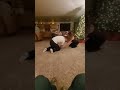 Elroy Wrestling Mom With A Toe Bite