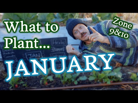 ゾーン 9 および 10 の庭師のための 1 月の植栽ガイド