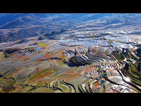Prado Nuevo: Árbol de las Apariciones de El Escorial en Directo 24 Horas