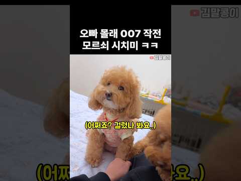 오빠 몰래 주인과 짜고 시치미 뚝 떼며 연기하는 강아지