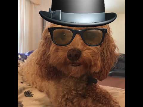 5-Wagishly Witty Words by Tucker the Dog-Surprised #short