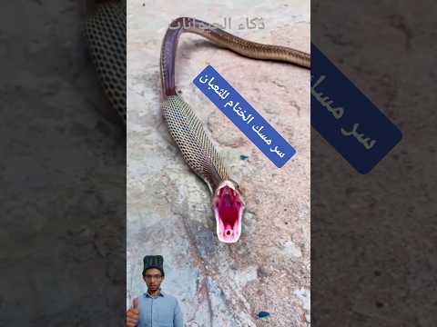 بديهة بلع الثعبان ختام عابر للتوقعات #shorts
