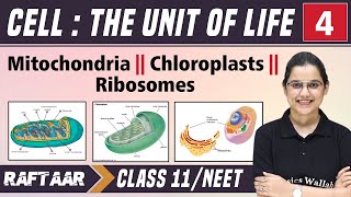 Cell : The Unit of Life 04 || Mitochondria || Chloroplasts || Ribosomes || Class 11/NEET || RAFTAAR