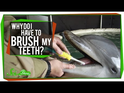 Why Do I Have to Brush My Teeth?