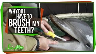 Why Do I Have to Brush My Teeth?