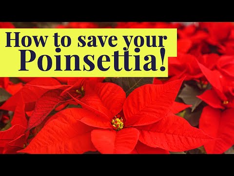 How to SAVE your POINSETTIA once the holidays are over