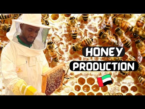 Dubai - Massive Honey Production in Hatta, Dubai (Hatta Honey Bees) | Documentary