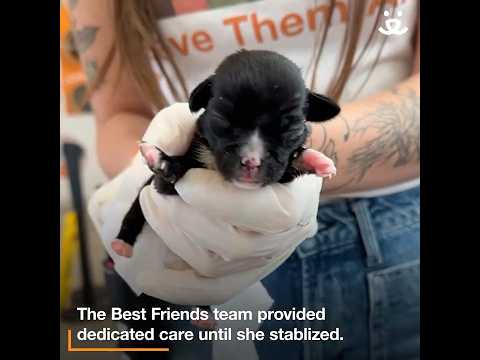 This tiny puppy has the biggest spirit