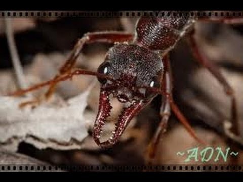 Des fourmis tueuses documentaire complet en francais   YouTube 2