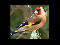 Download GOLDFINCHES SINGING CD Free (4 Hour Extended Version)