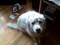 Tobydog