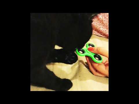 Cat playing fidget player