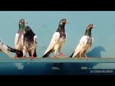 Pakistani high fly pigeons part 5