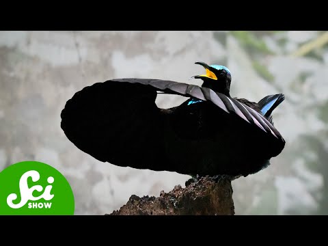 尋找最黑的黑 (The Hunt for the Blackest Black)