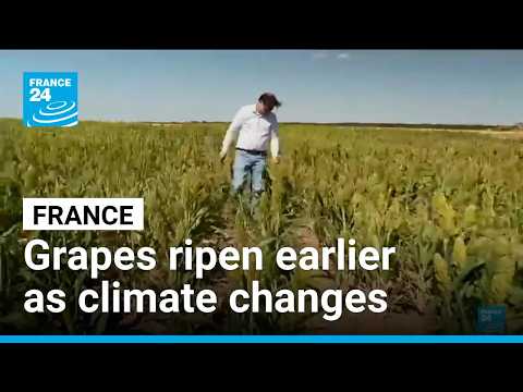 Heatwaves bring an early wine harvest in France