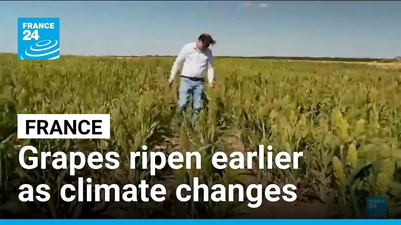 Heatwaves bring an early wine harvest in France • FRANCE 24 English