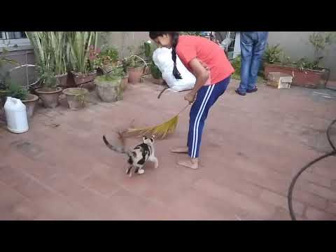 Cat skipping