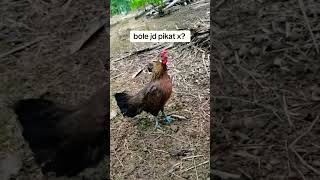 Download lagu Suara ayam betina minta kawin #ayamhutan mp3