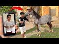 Ya Kia Hogea Horse Ka Colour White Ho Gea Prank On Waleed