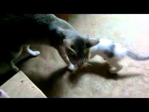 My sweet KIMMY. I love her very much. By Abubakar Siddique