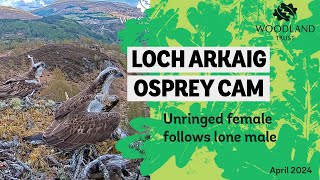 New female Osprey appears - Loch Arkaig Osprey Cam
